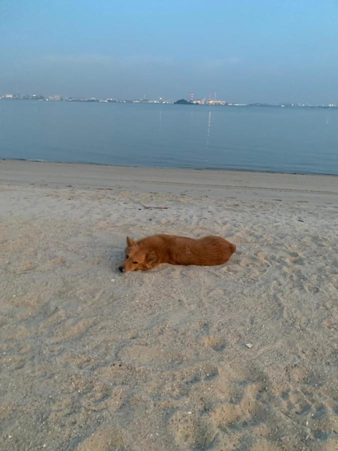 Sea View 2 Bedroom Fully Furnished Apartment Forest City Starview Bay Johor Malaysia Kampong Pok Kechil Eksteriør bilde